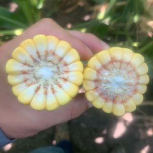 Meet your Posher, Tylor